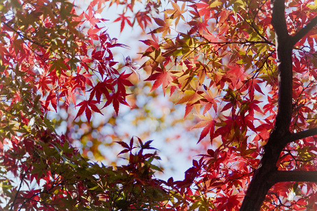 近所の緑道【モミジの紅葉】1
