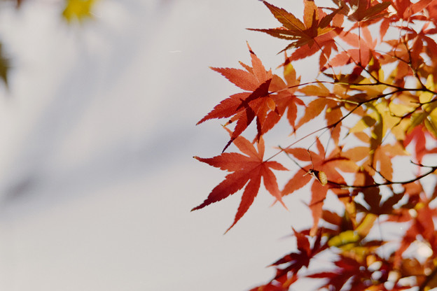 近所の緑道【モミジの紅葉】7