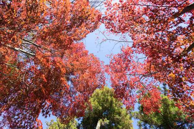 薬師池公園【旧荻野家手前の紅葉】7