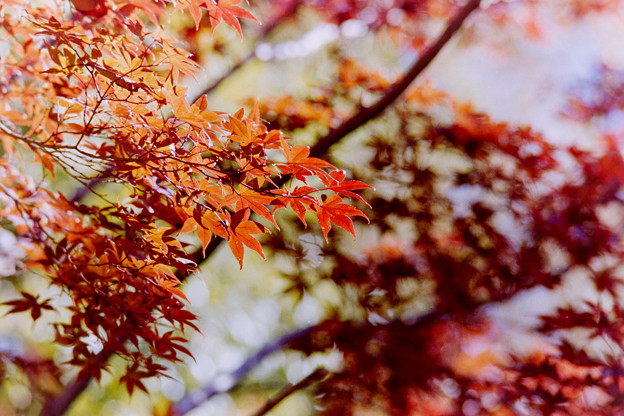 【ささぶねの小路沿いの紅葉】7