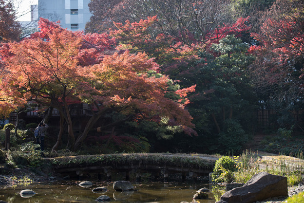 小石川後楽園【大堰川近辺の紅葉】2