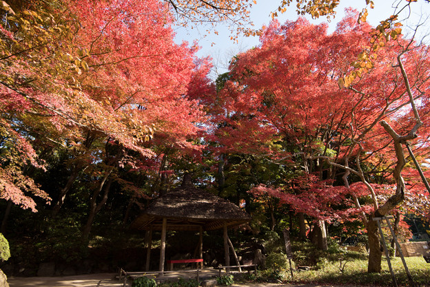 小石川後楽園【丸屋近辺の紅葉】2
