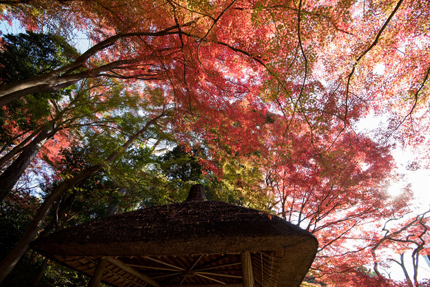 小石川後楽園【丸屋近辺の紅葉】4