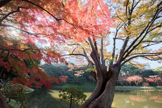 小石川後楽園【異形灯篭近辺の紅葉】2