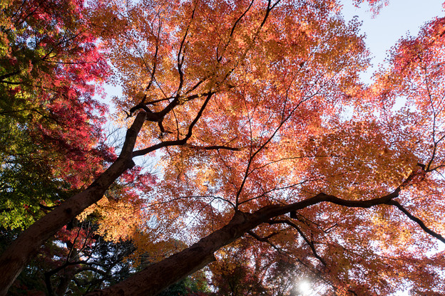 小石川後楽園【異形灯篭近辺の紅葉】3