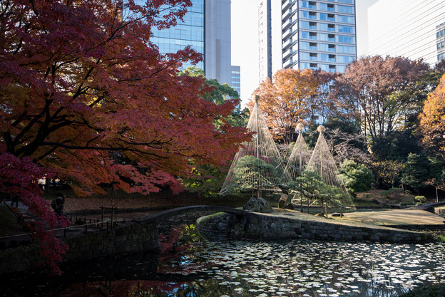 小石川後楽園【内庭近辺の紅葉】2