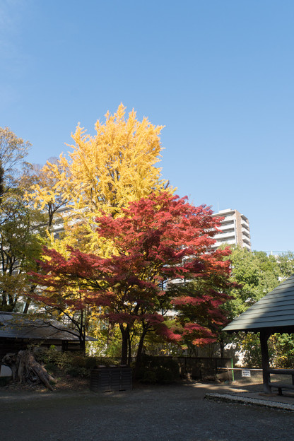 小石川後楽園【団体休憩所近辺の紅葉】1