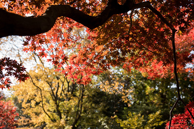 六義園【水香江の紅葉】6