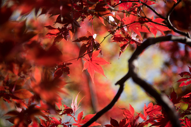 六義園【水香江の紅葉】7