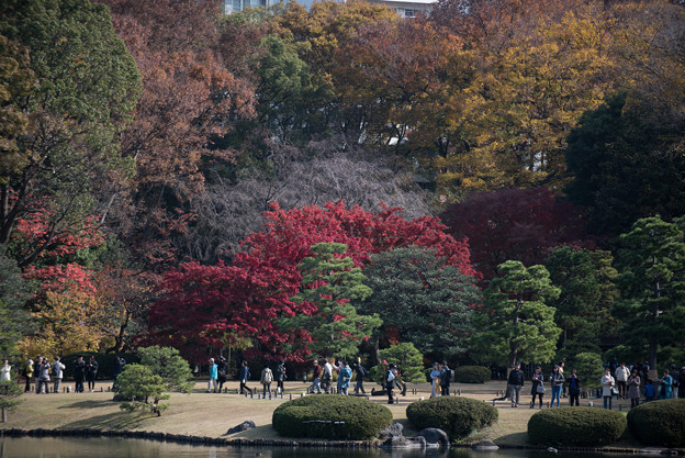 六義園【オオモミジ】1