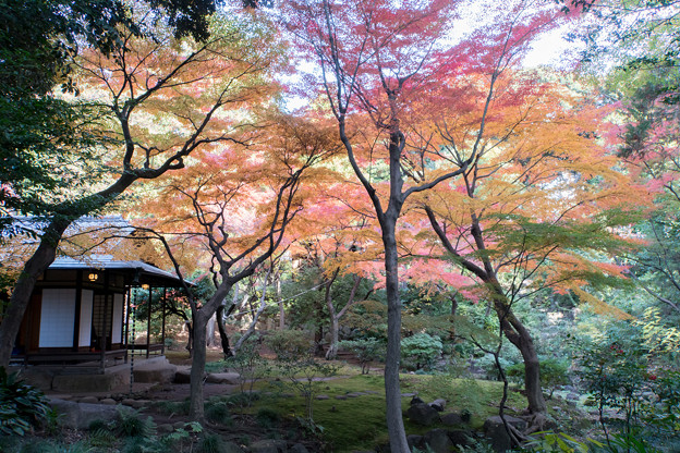 【旧古河庭園の紅葉】3