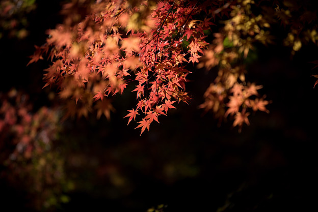 【旧古河庭園の紅葉】6