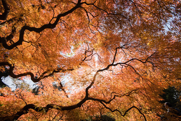 新宿御苑【タムケヤマの紅葉】5