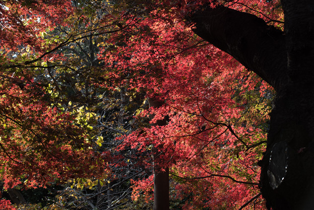 新宿御苑【旧御涼亭の紅葉】4