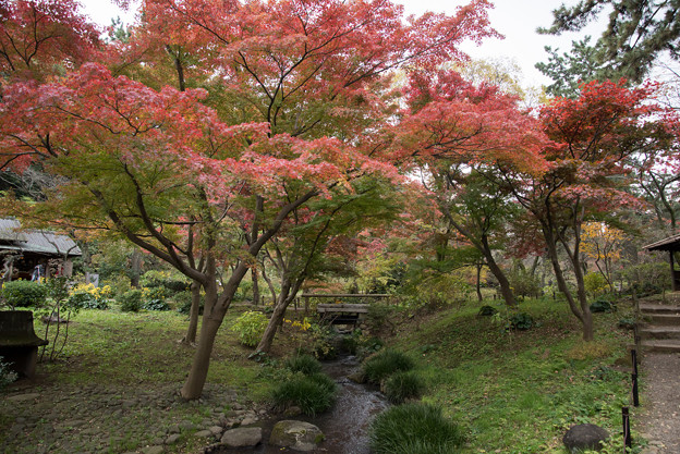 三渓園【待春軒あたりの紅葉】