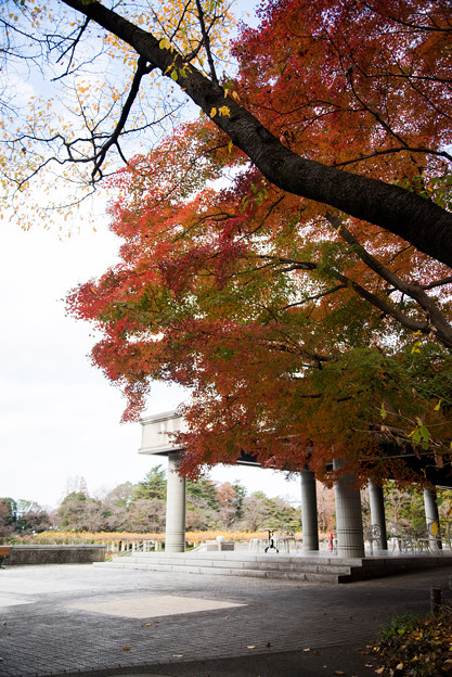 神代植物公園【バラ園テラス裏側のモミジ】1