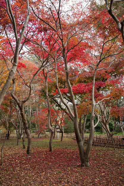 神代植物公園【かえで園の紅葉】2-2