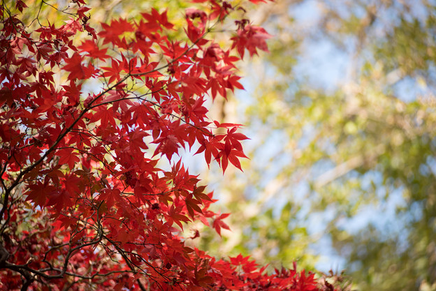 神代植物公園【かえで園の紅葉】2-4