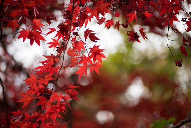 神代植物公園【かえで園の紅葉】2-5