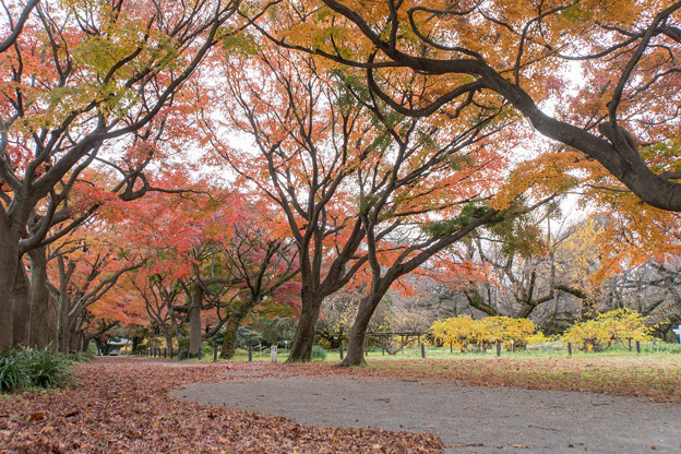 小石川植物園【カエデ並木の紅葉】1