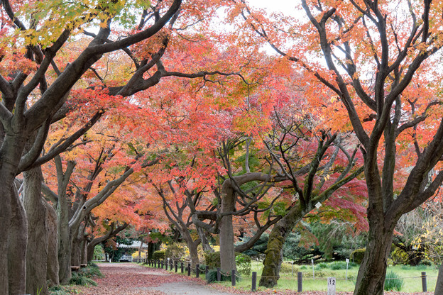 小石川植物園【カエデ並木の紅葉】2