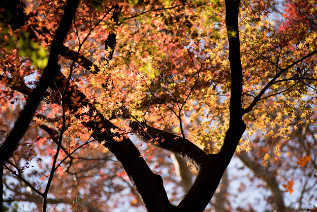 新宿御苑【もみじ山の紅葉】3