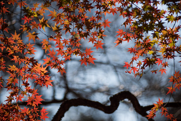 新宿御苑【芝生広場あたりの紅葉】2