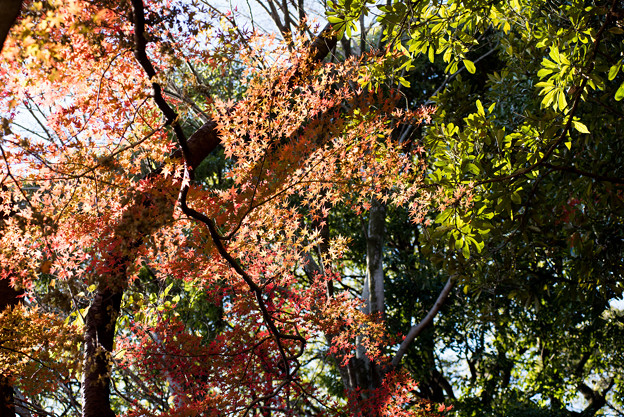 新宿御苑【楽羽亭あたりの紅葉】2