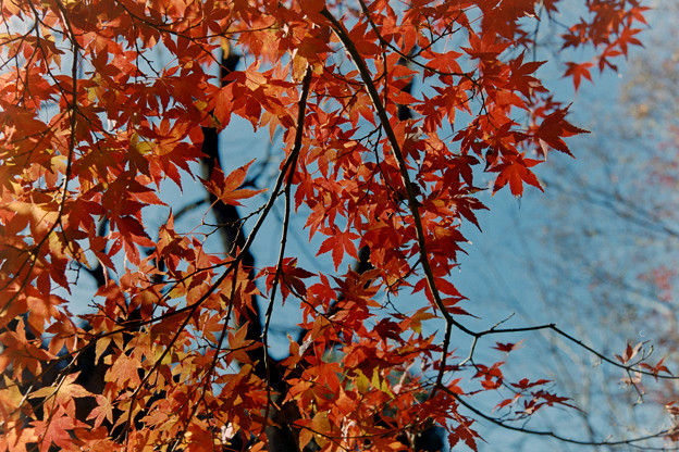 新宿御苑【上の池あたりの紅葉】6