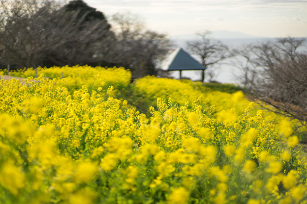吾妻山公園【菜の花畑：Planar 85mm f1.4】2