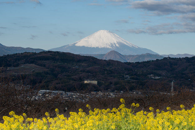 吾妻山公園【菜の花畑と富士山：Nikkor 70-200mm f2.8】1