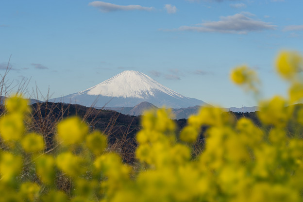 吾妻山公園【菜の花畑と富士山：FE 100mm f2.8 STF】5