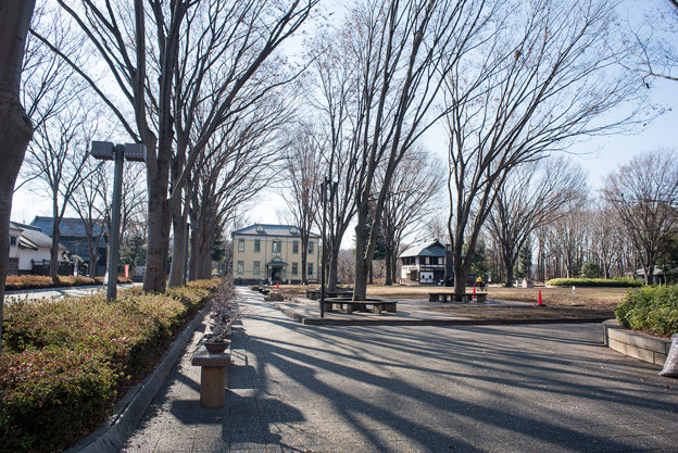 府中市郷土の森博物館【けやき並木】