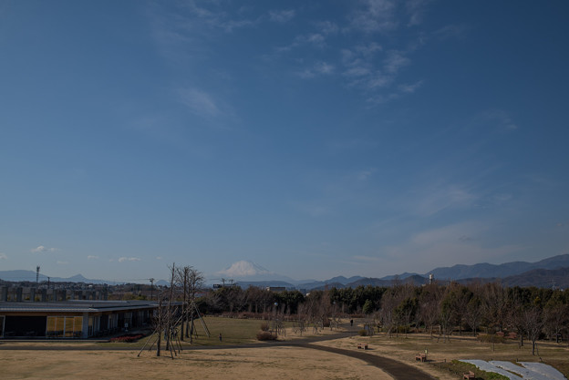 花菜ガーデン【見晴らしデッキから見る富士山】