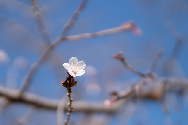 皇居東御苑【冬桜】2