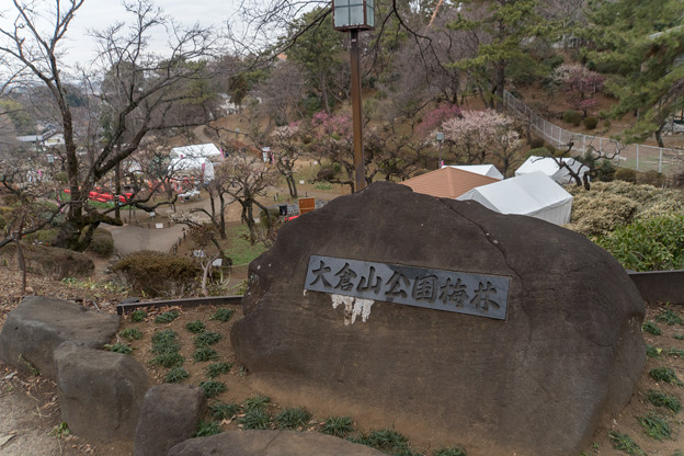 大倉山公園梅林【観梅会の眺め】1