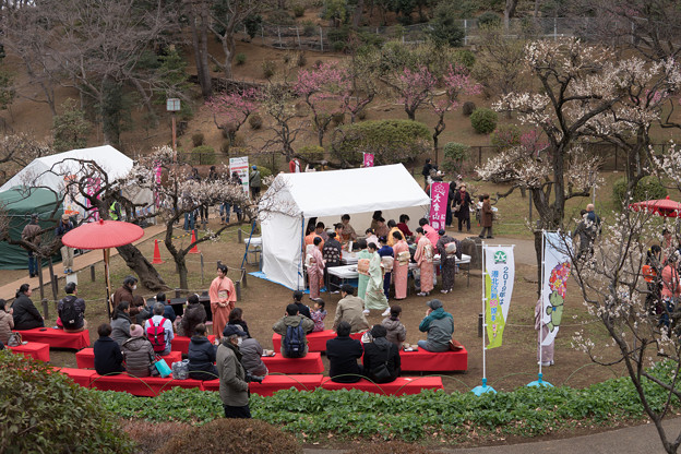 大倉山公園梅林【観梅会の眺め】2