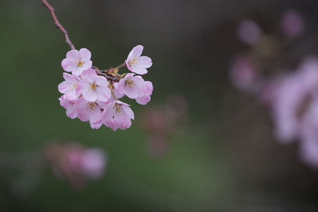 神代植物公園【桜:神代曙】2