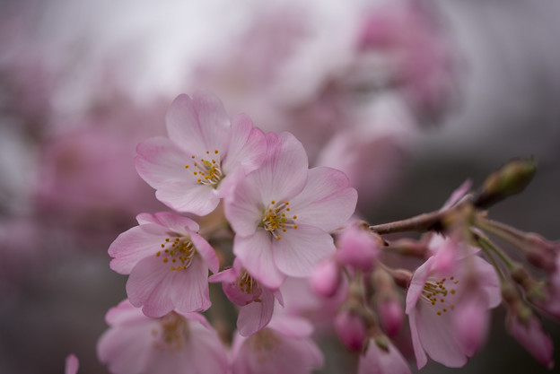 神代植物公園【桜:神代曙】5