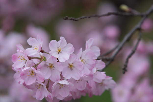 神代植物公園【桜:神代曙】6