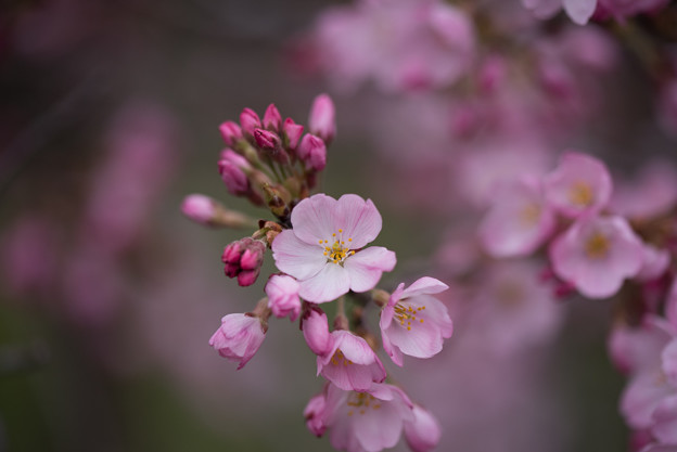 神代植物公園【桜:神代曙】8