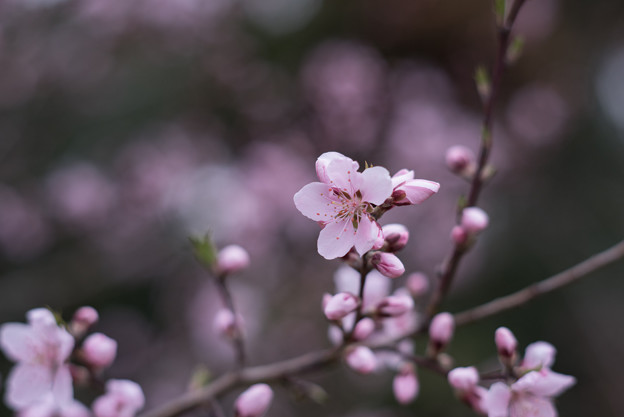 神代植物公園【アーモンド】1