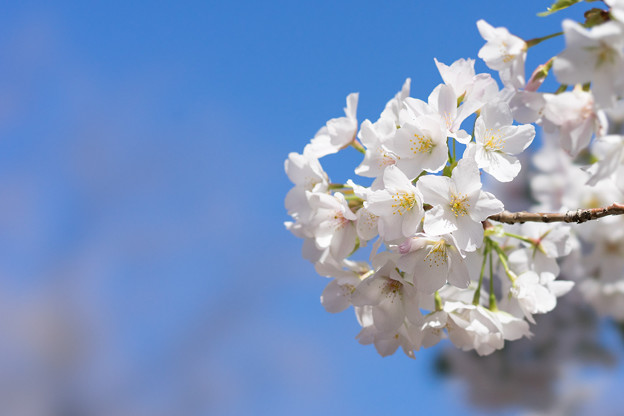 新宿御苑【サクラ：大島桜】3