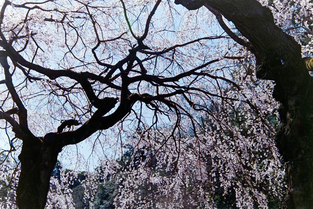 新宿御苑【サクラ：枝垂れ桜】銀塩_2
