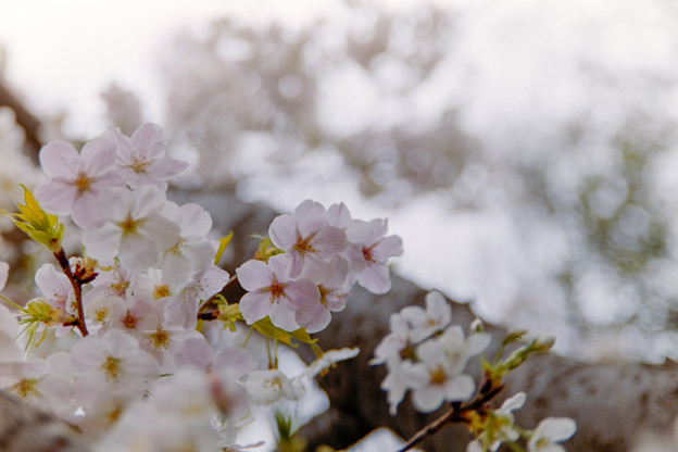 本牧山頂公園【サクラ：山桜】1銀塩