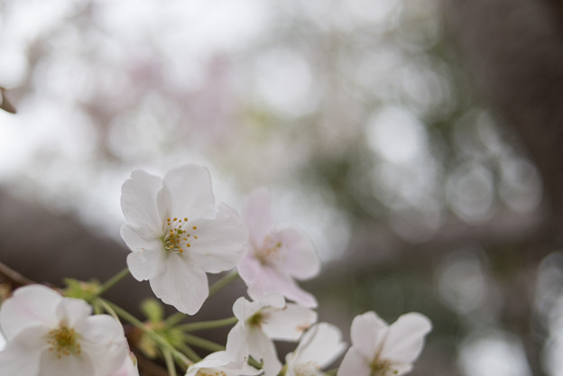 本牧山頂公園【サクラ：山桜】8