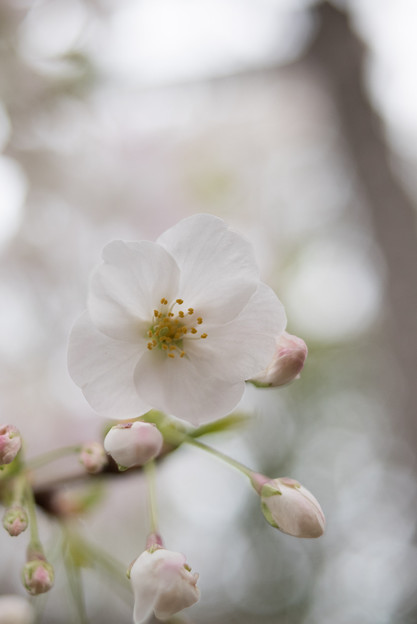 本牧山頂公園【サクラ：山桜】9