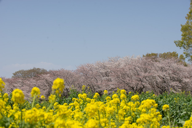 昭和記念公園【桜の園の眺め】05