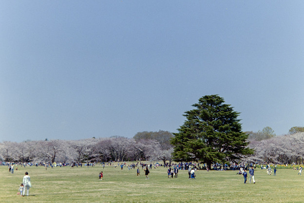 昭和記念公園【桜の園の眺め】銀塩2