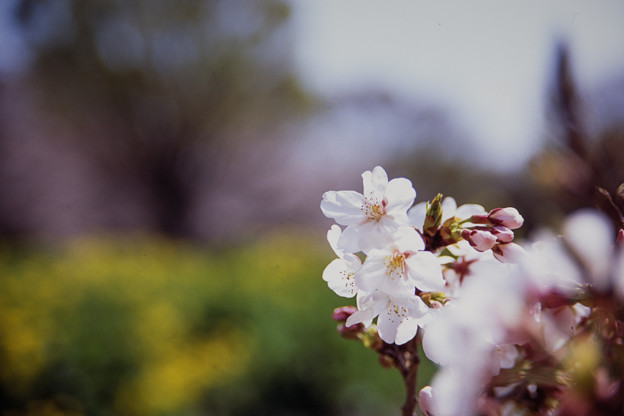 昭和記念公園【桜の園の眺め】銀塩ポジ_6